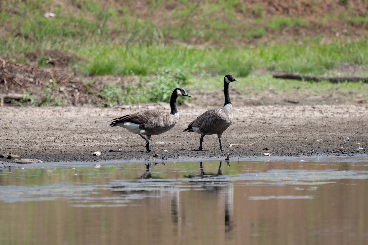 Canada Goose - ML641448219