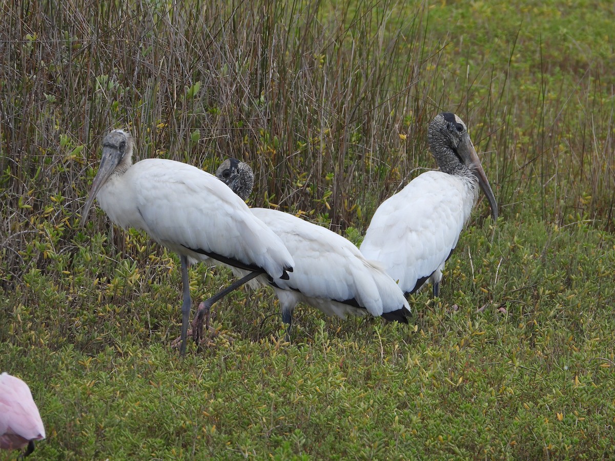 Wood Stork - ML641448241