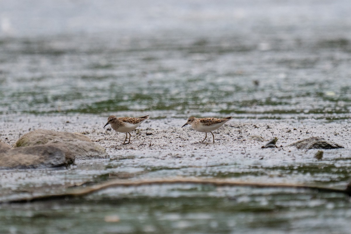 Least Sandpiper - ML641448253