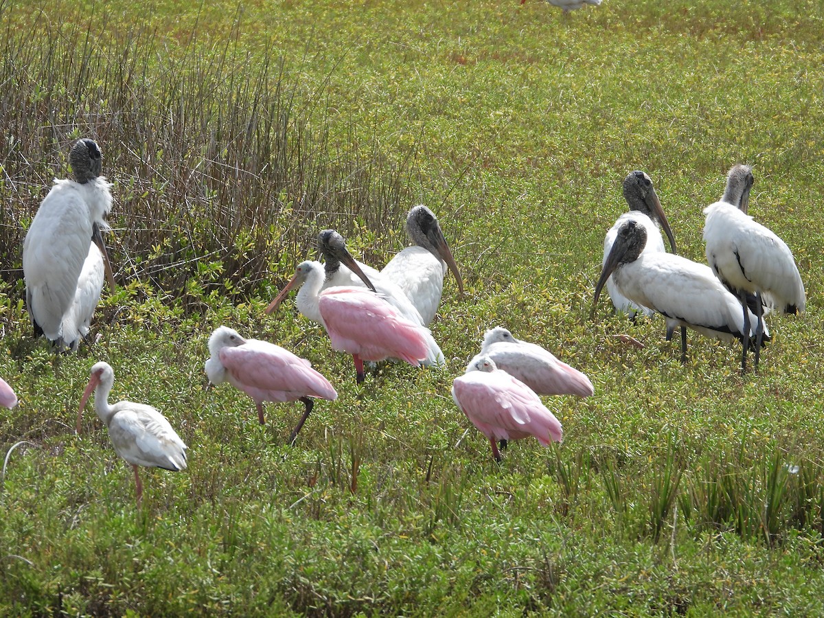 Wood Stork - ML641448255