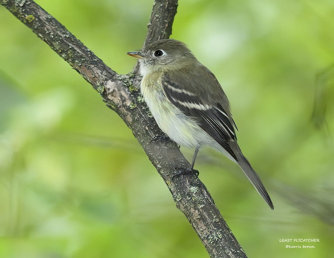 Least Flycatcher - ML641448263