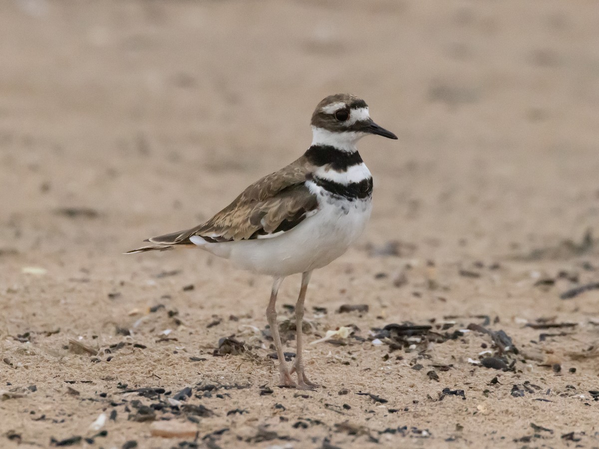 Killdeer - ML641448272