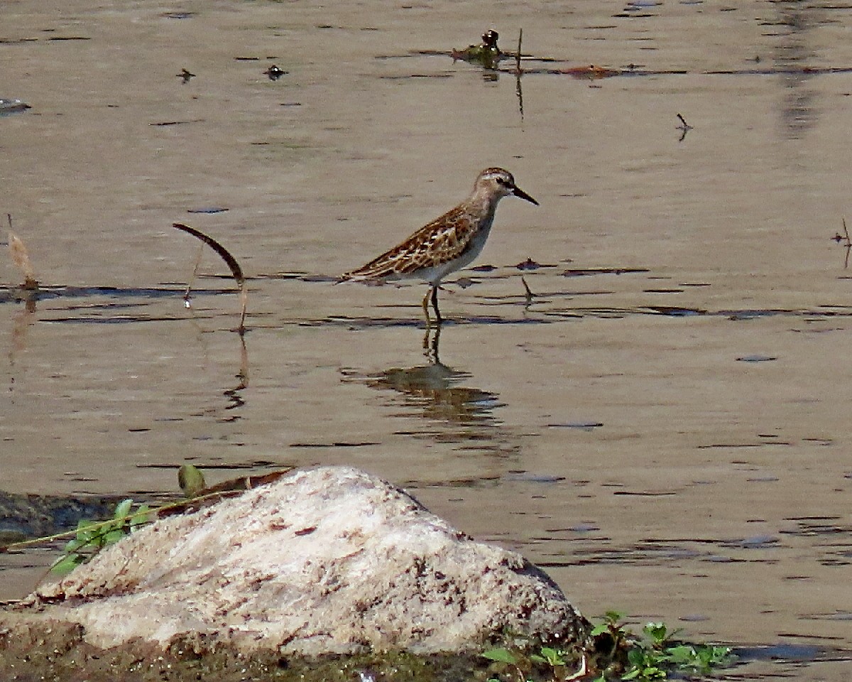 Wiesenstrandläufer - ML641448285