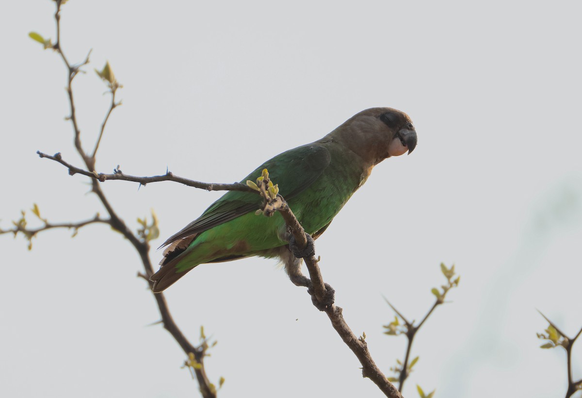 Brown-headed Parrot - ML641448304