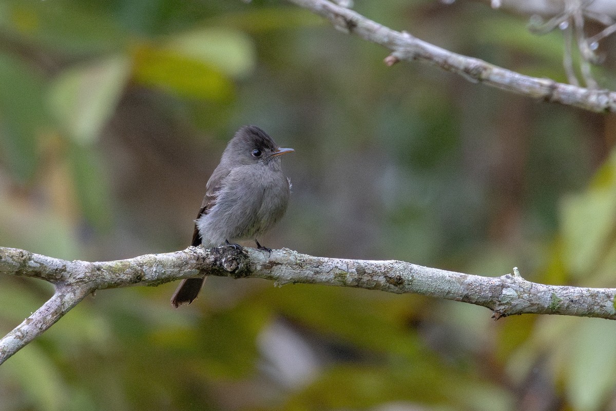 Southern Tropical Pewee - ML641448391