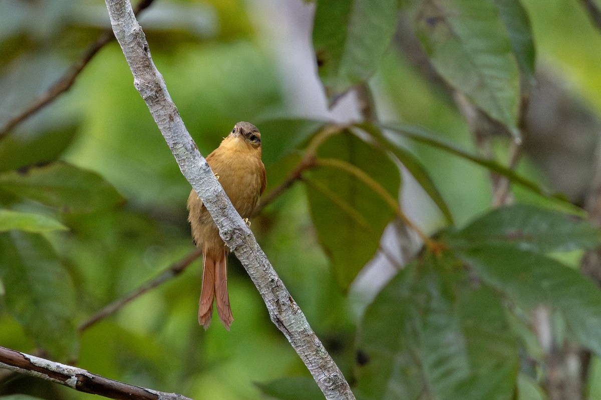 Ochre-breasted Foliage-gleaner - ML641448407