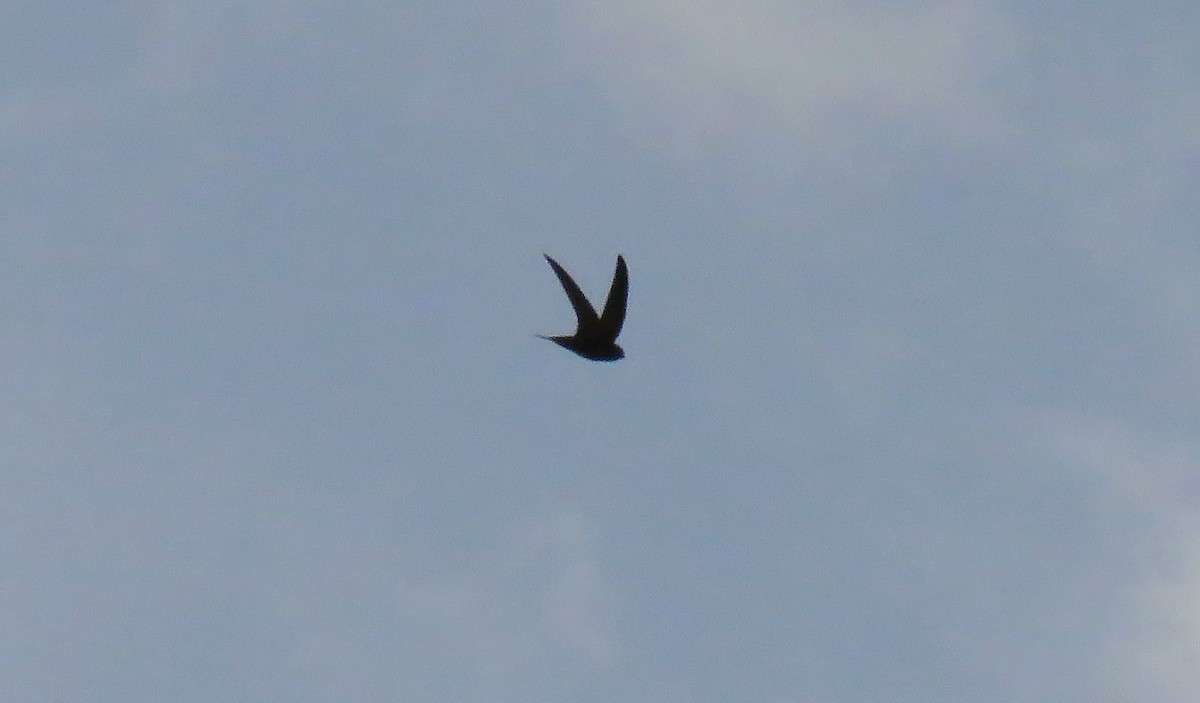 swift sp. - ML641448466