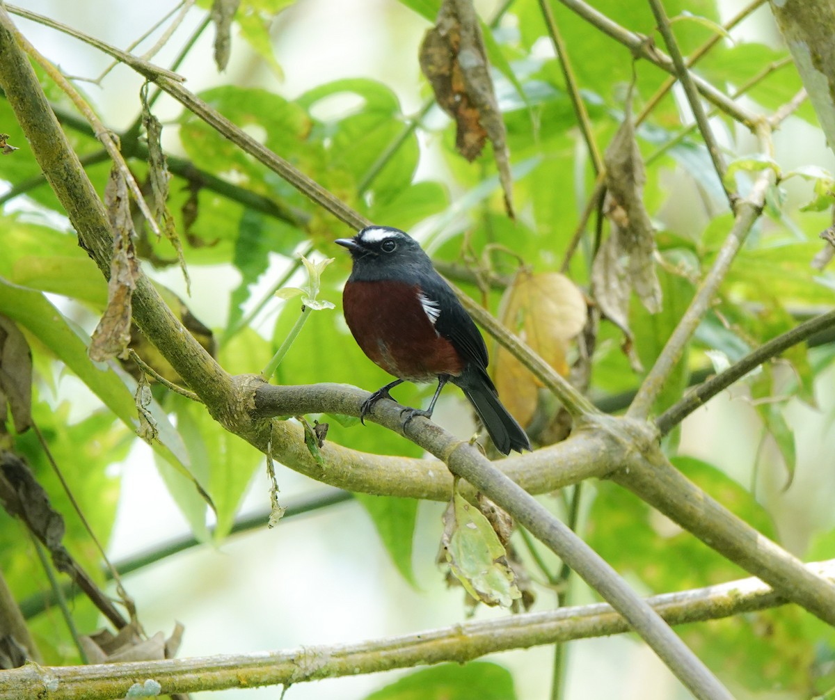 Chestnut-bellied Chat-Tyrant - ML641448495