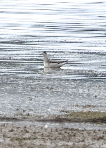 Phalarope à bec étroit - ML641448514