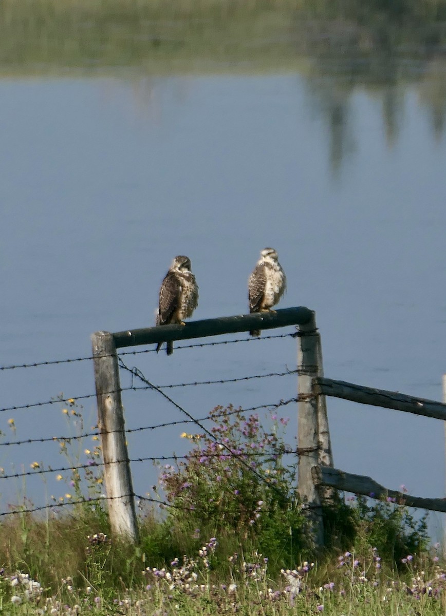 Swainson's Hawk - ML641448524