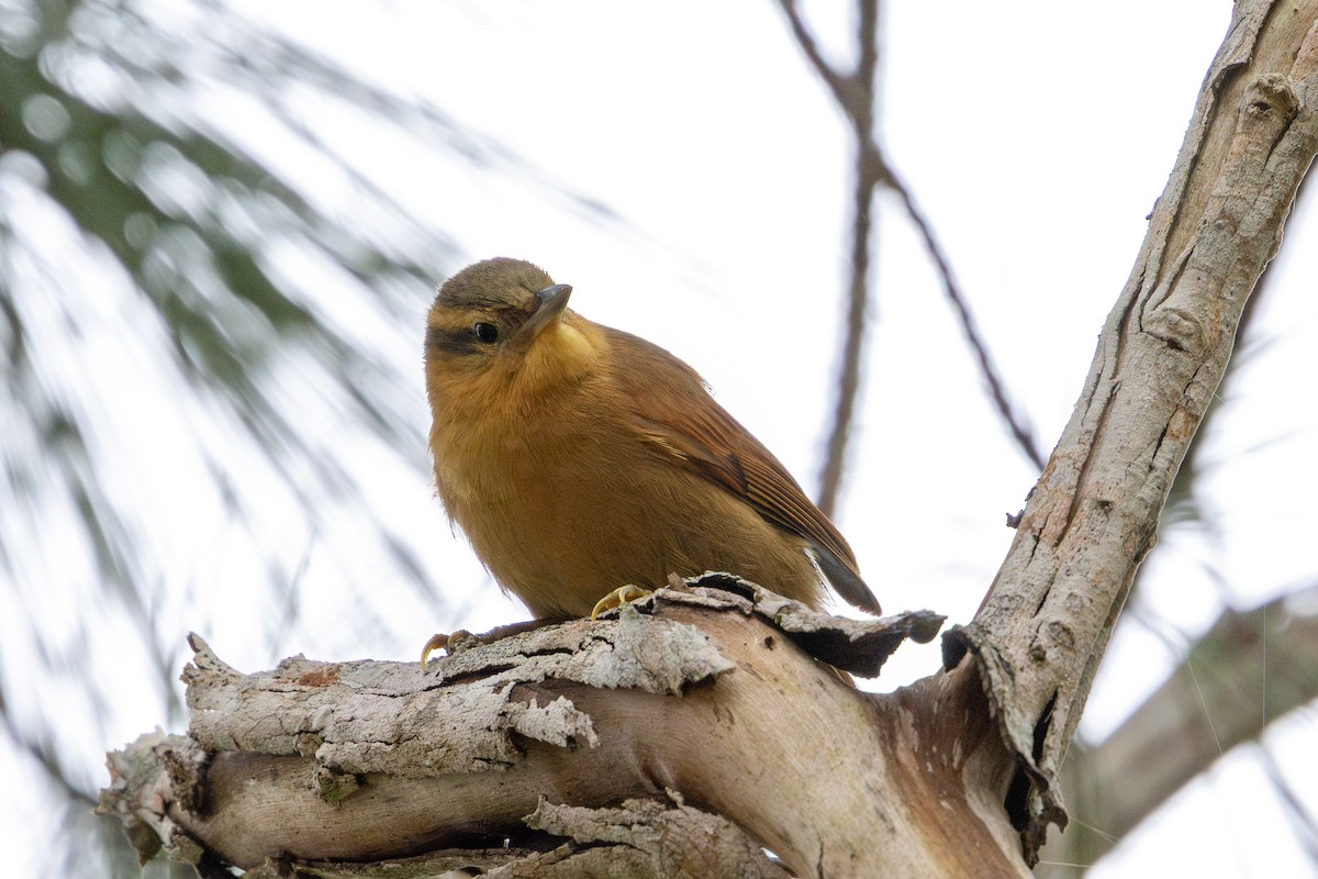 Ochre-breasted Foliage-gleaner - ML641448528
