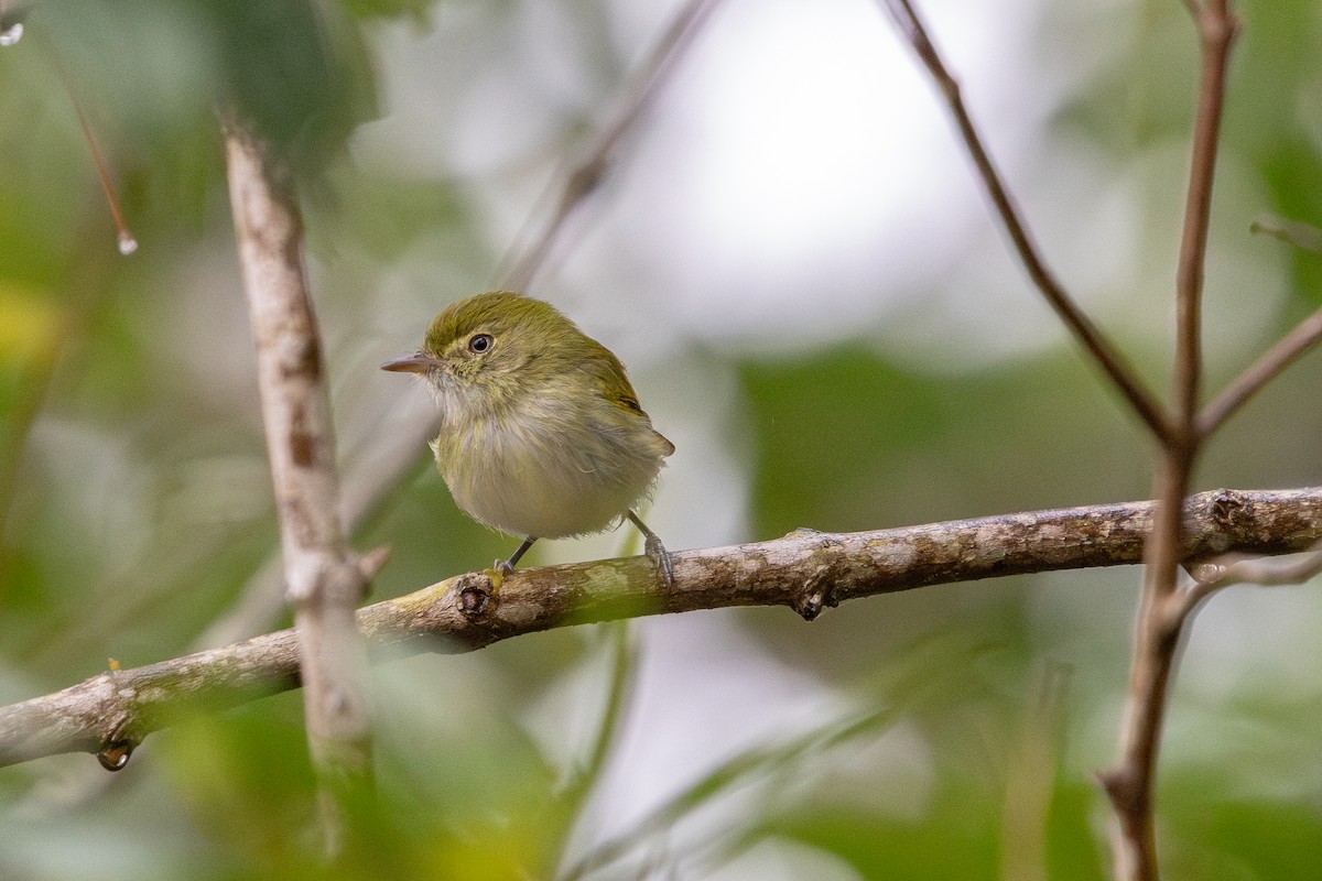 Hangnest Tody-Tyrant - ML641448537