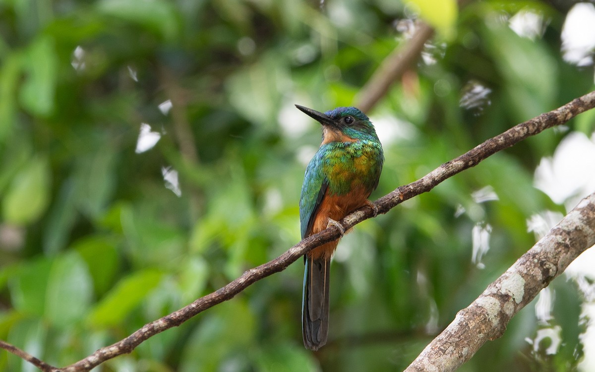 Green-tailed Jacamar - ML641448544