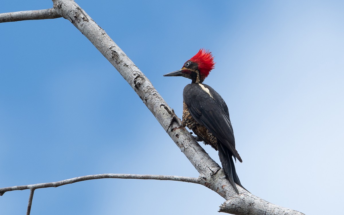 Lineated Woodpecker - ML641448564