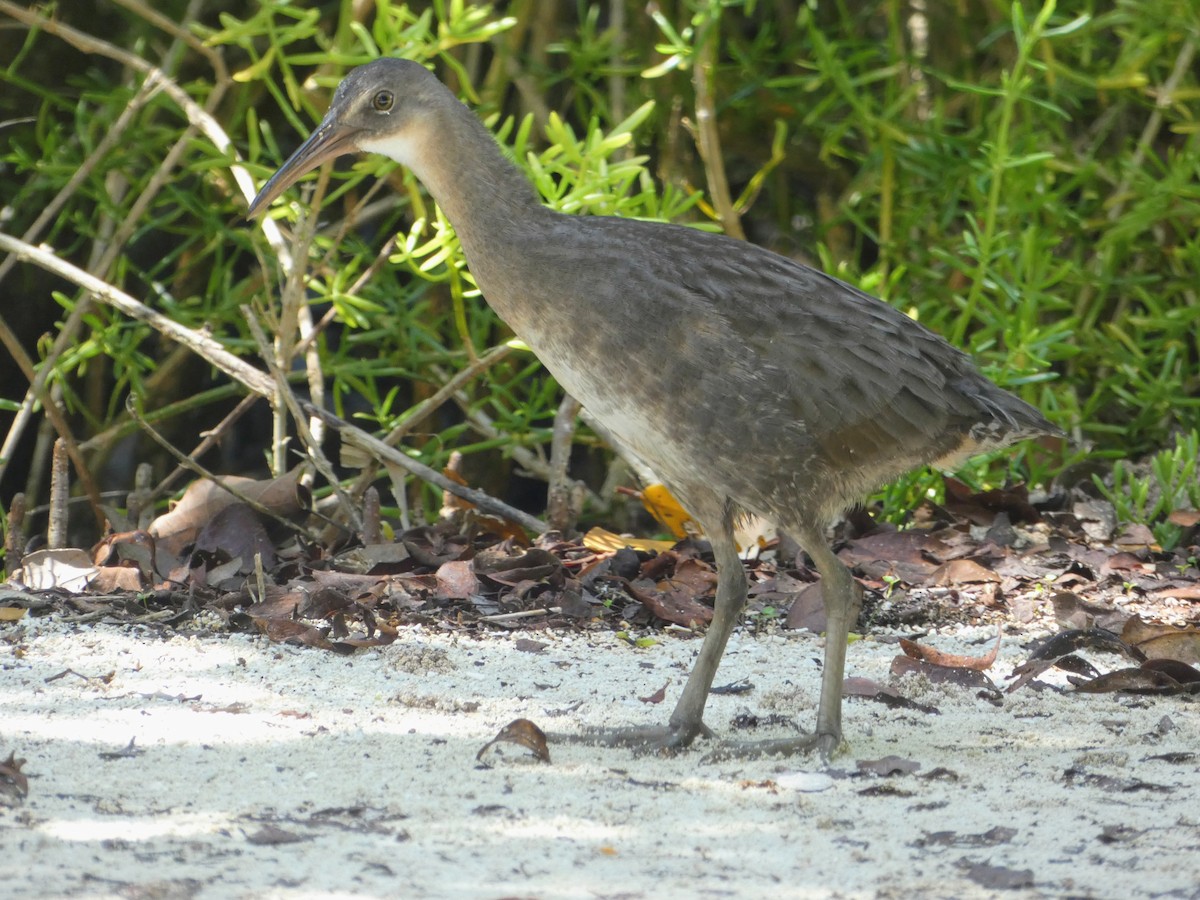 Clapper Rail - ML641448571
