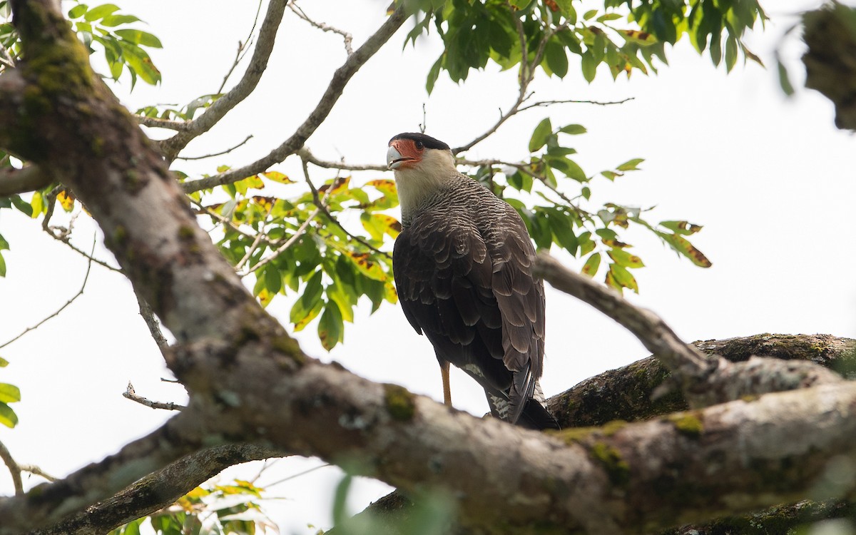 Crested Caracara - ML641448579