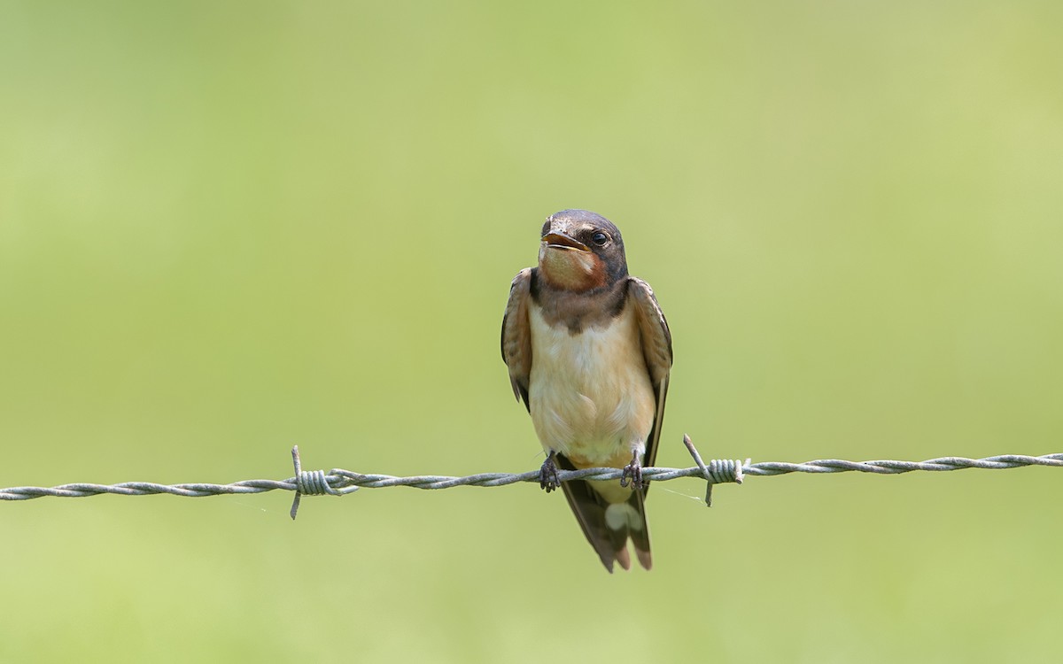 Barn Swallow - ML641448587