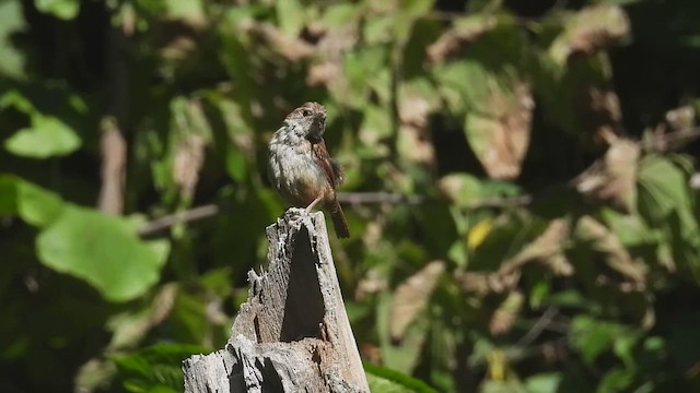 Carolina Wren - ML641448591