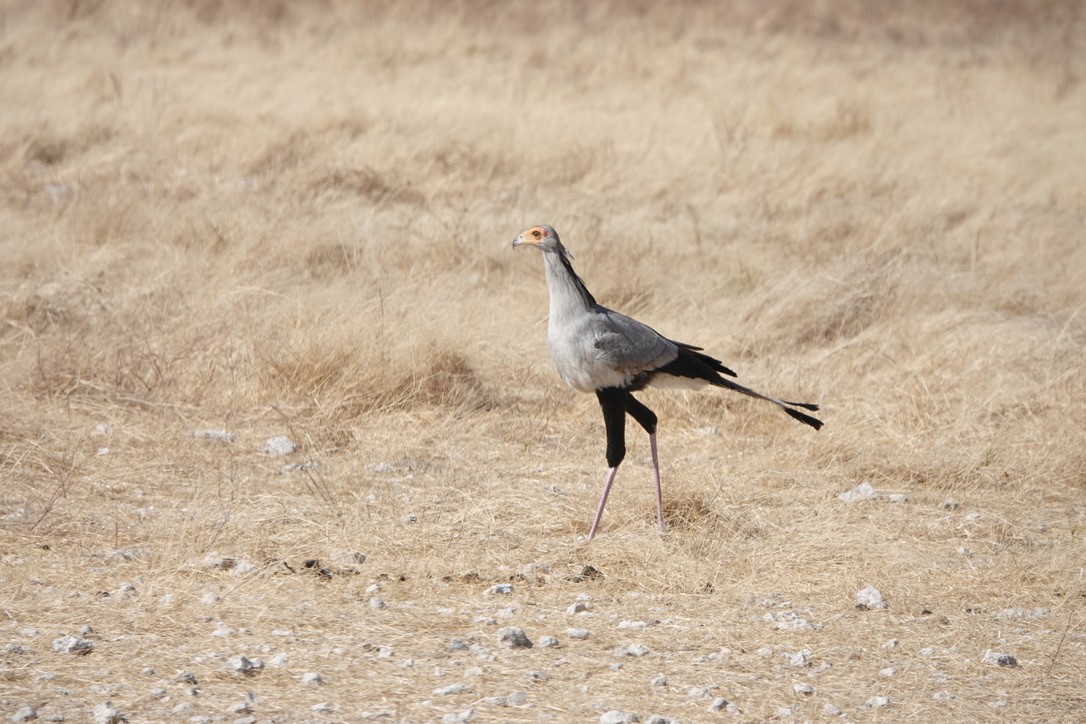 Secretarybird - ML641448594