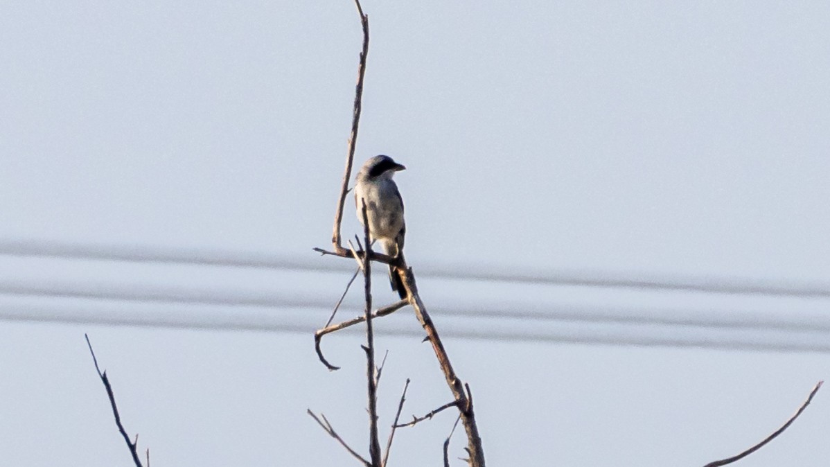 Great Gray Shrike - ML641448612