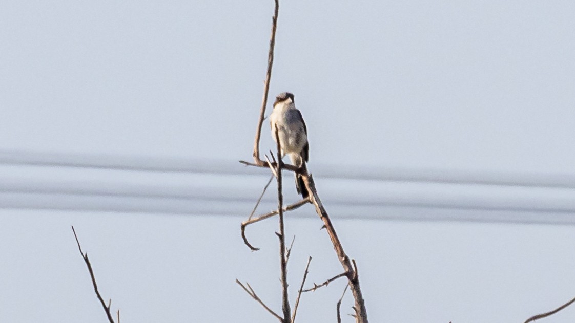 Great Gray Shrike - ML641448613