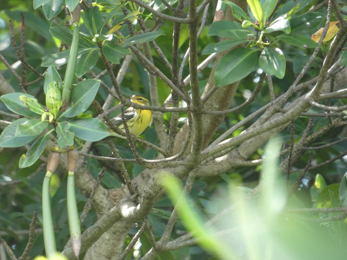 Blackburnian Warbler - ML641448621