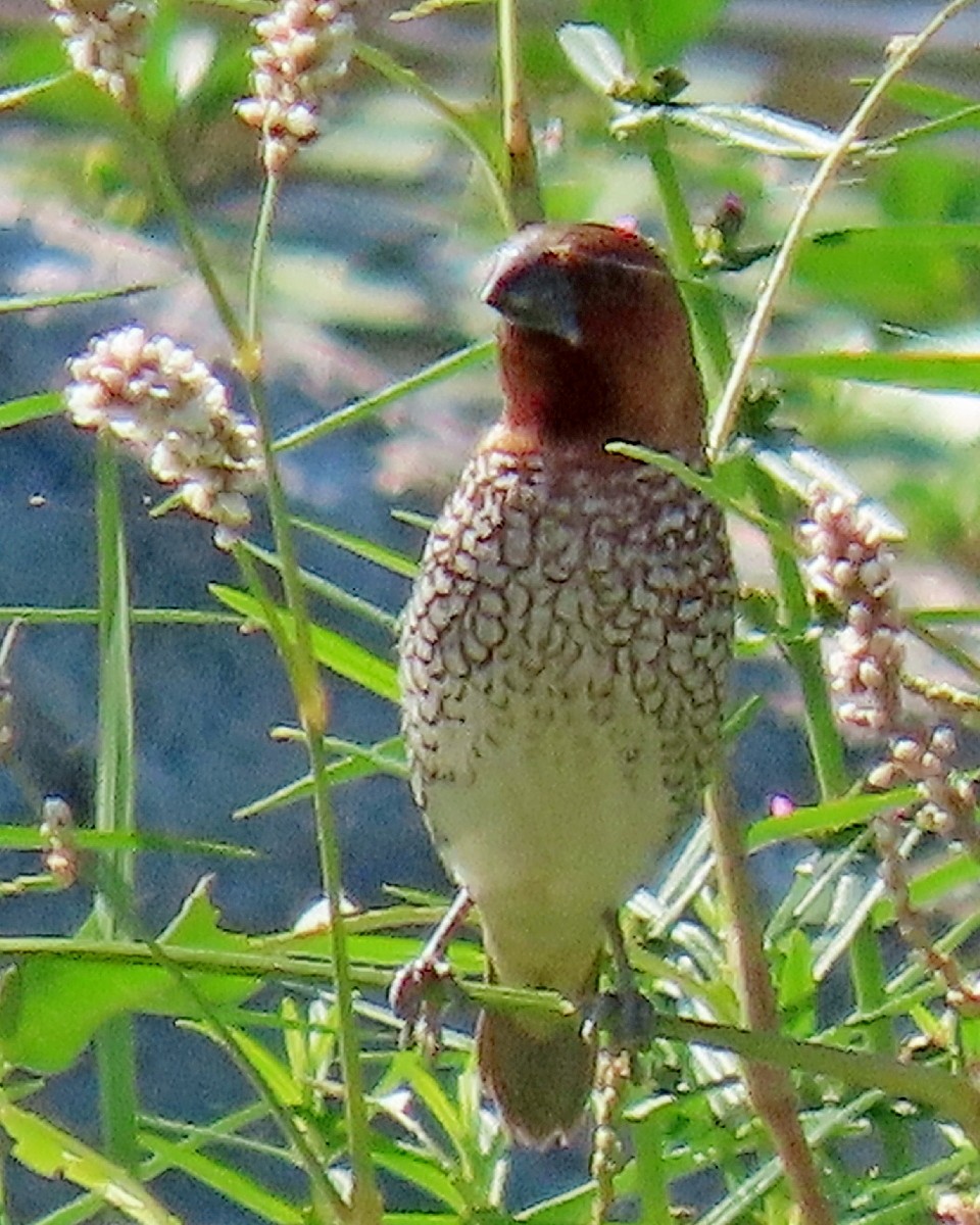 Muskatbronzemännchen - ML641448631