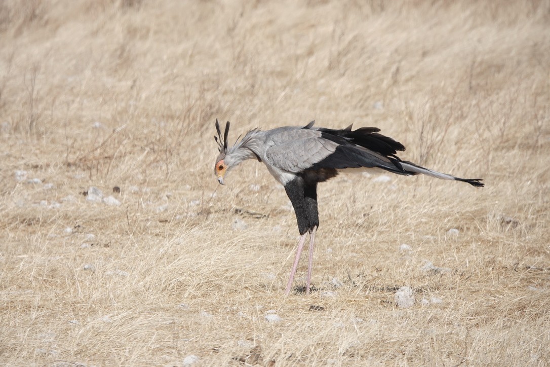 Secretarybird - ML641448637