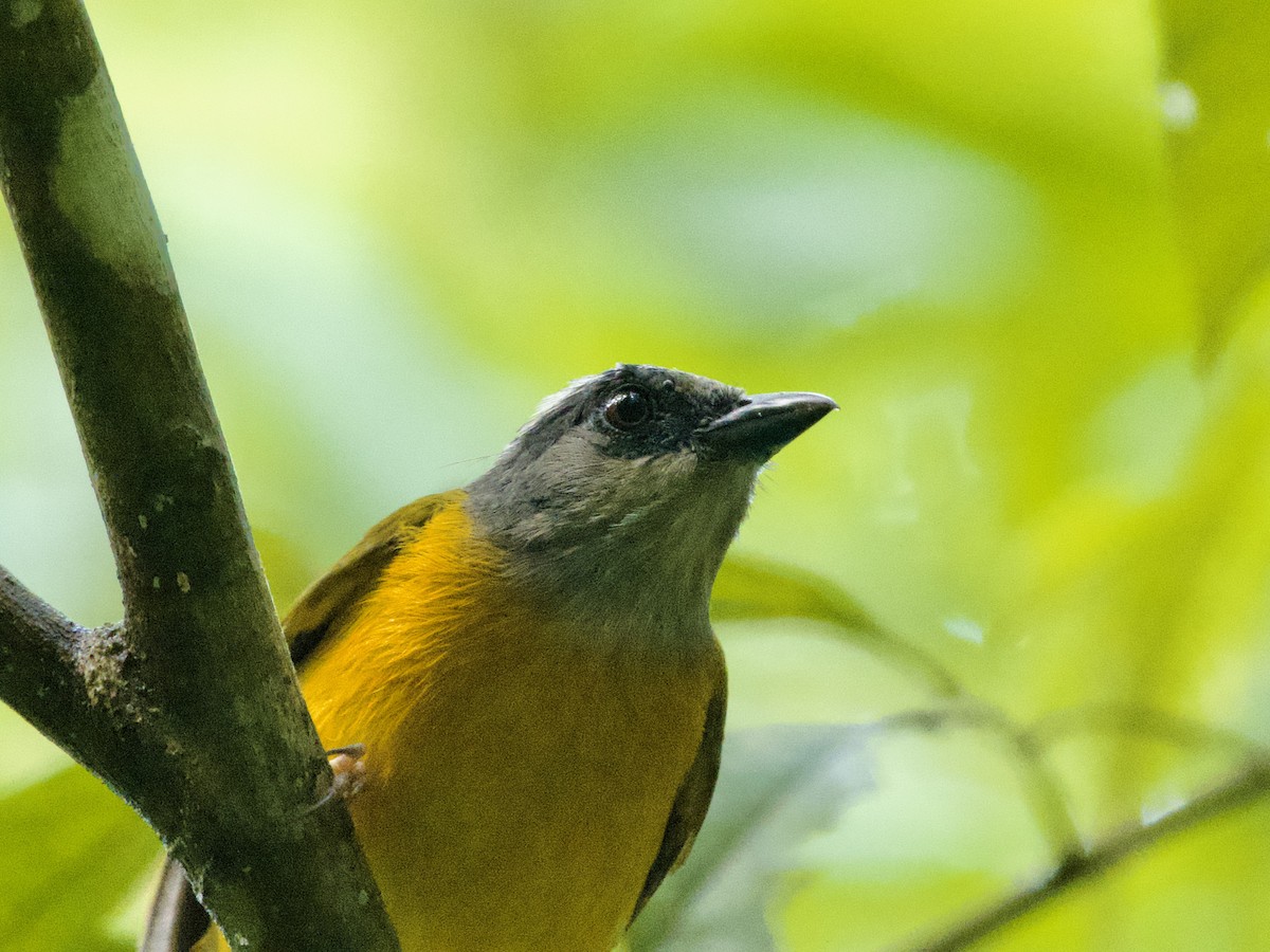 Gray-headed Tanager - ML641448640