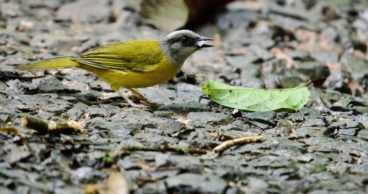 Gray-headed Tanager - ML641448641
