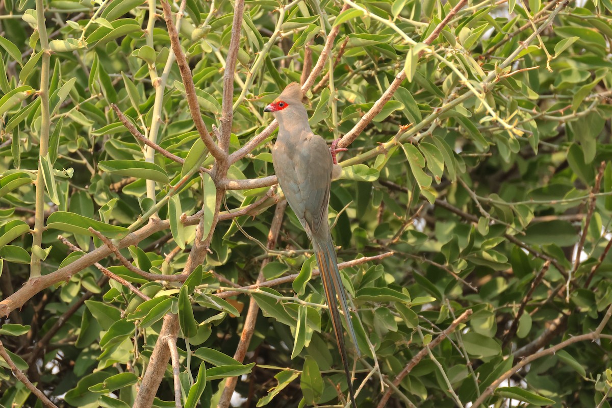 Red-faced Mousebird - ML641448644