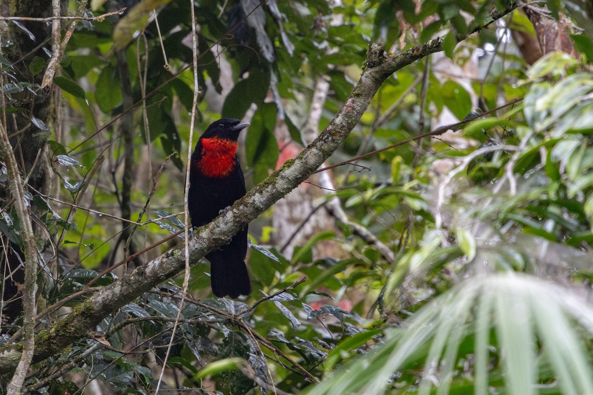 Red-ruffed Fruitcrow - ML641448656