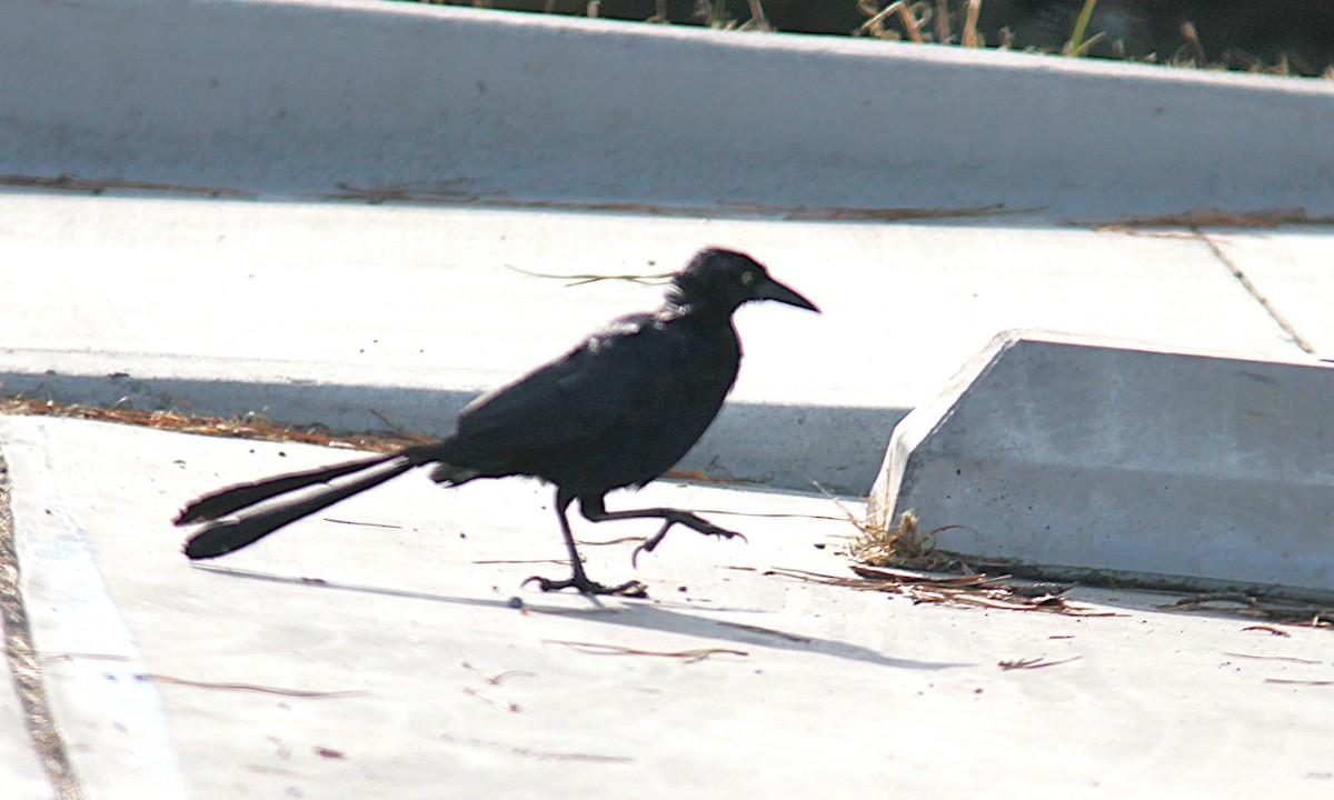 Great-tailed Grackle - ML641448683