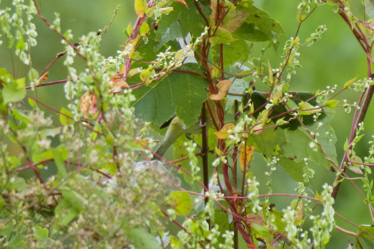 Tennessee Warbler - ML641448684