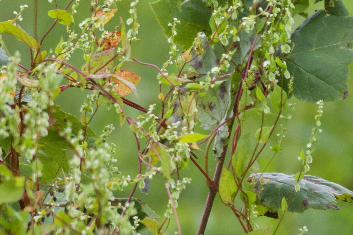 Tennessee Warbler - ML641448685