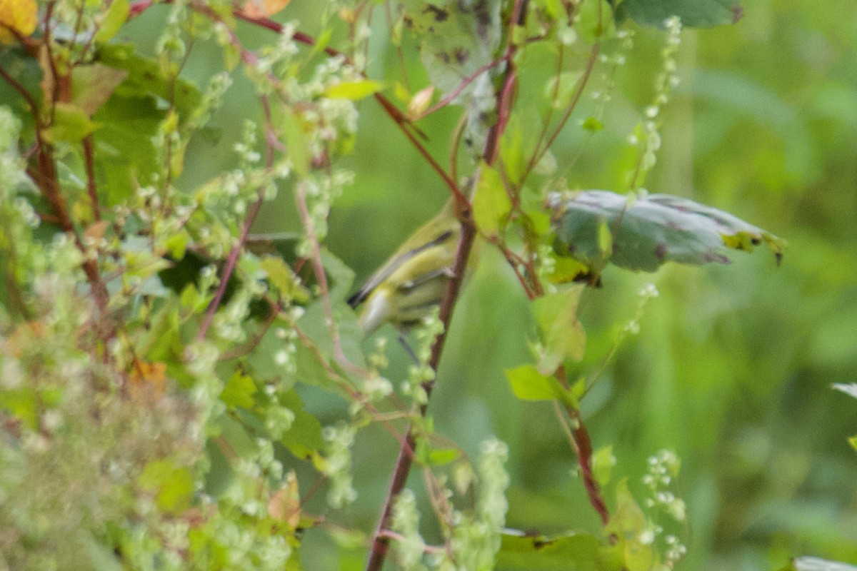 Tennessee Warbler - ML641448686