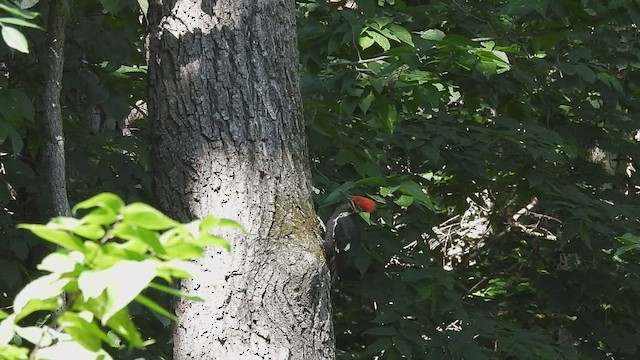 Pileated Woodpecker - ML641448700