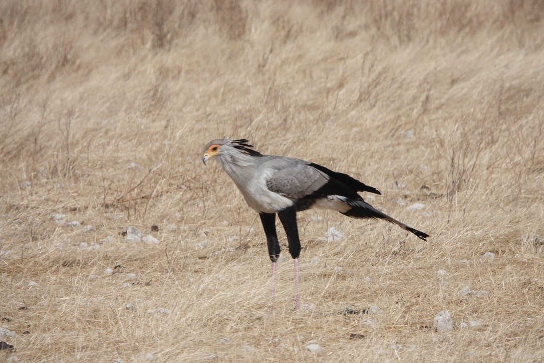 Secretarybird - ML641448708