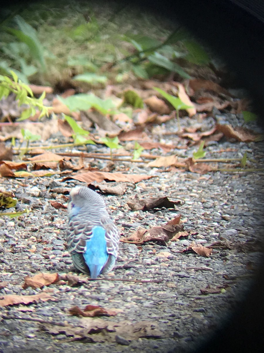 Budgerigar (Domestic type) - ML641448808
