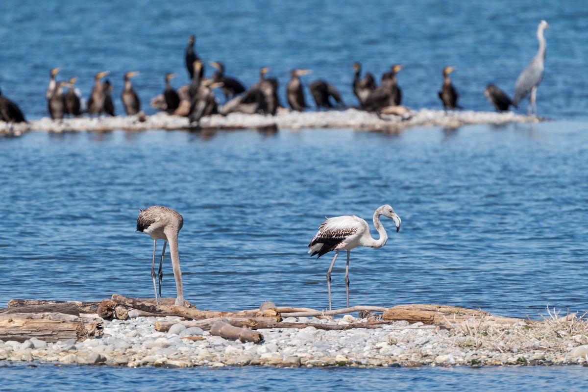 Greater Flamingo - ML641448873