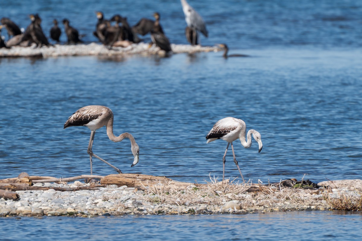 Greater Flamingo - ML641448874
