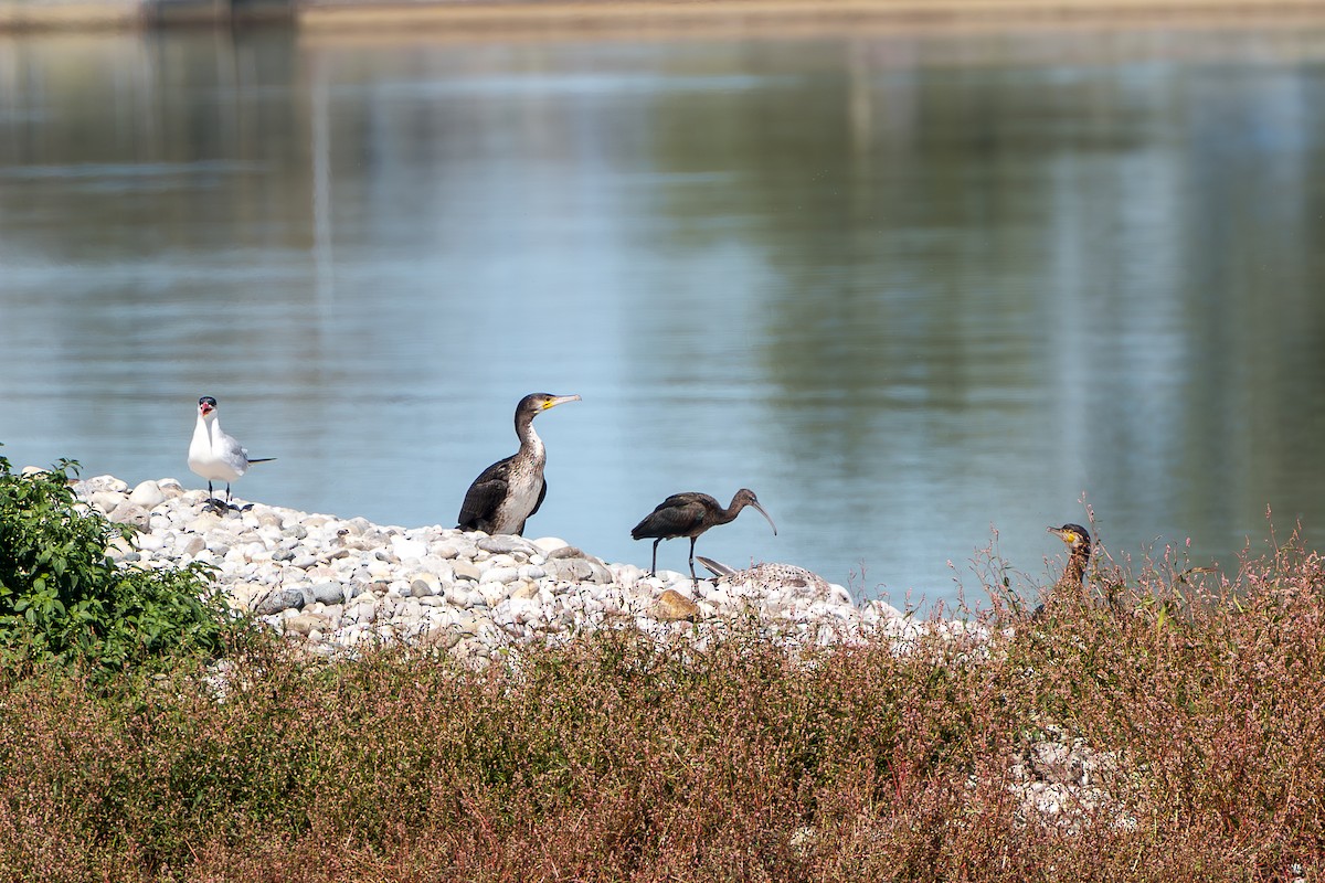 Glossy Ibis - ML641448887