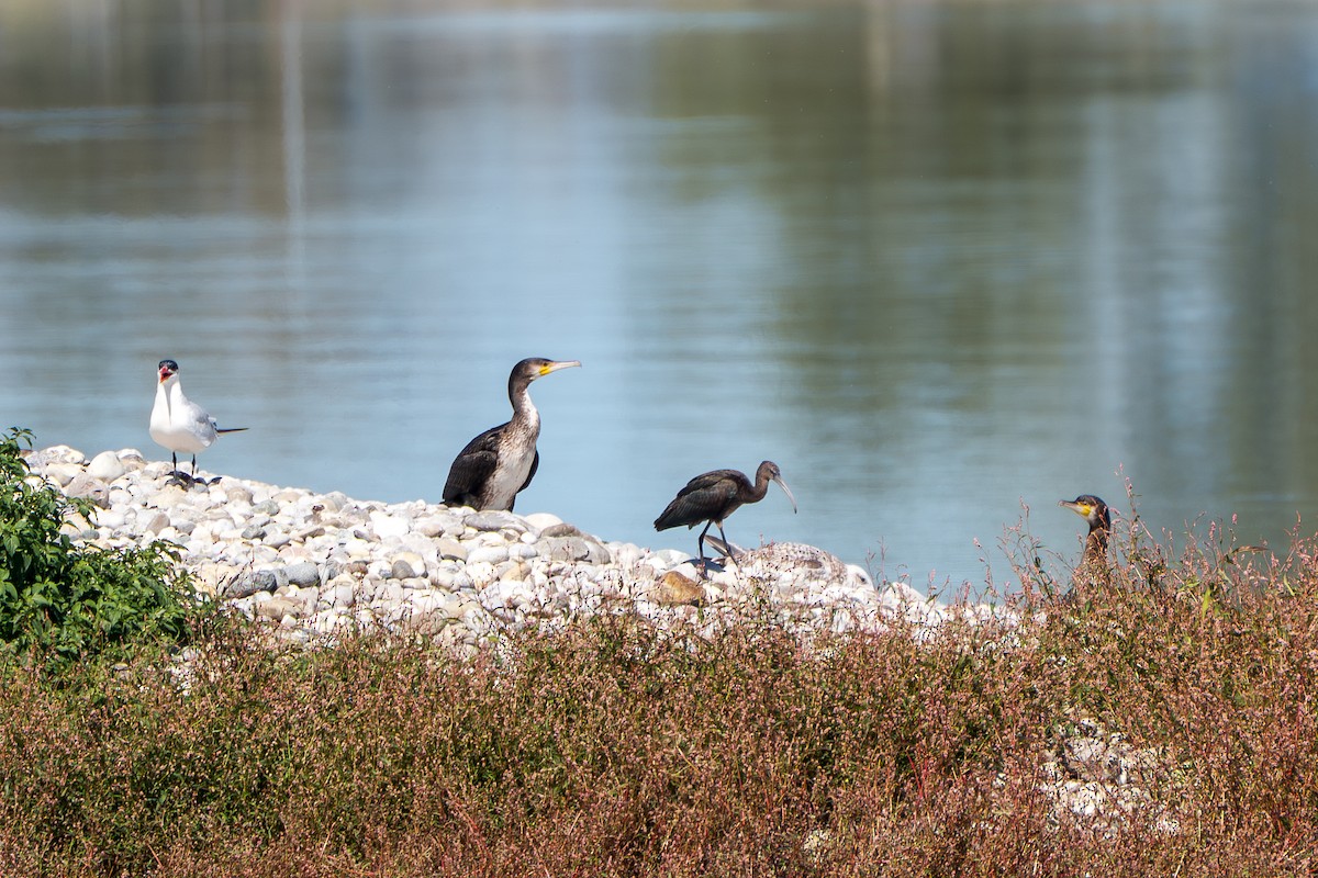 Glossy Ibis - ML641448888