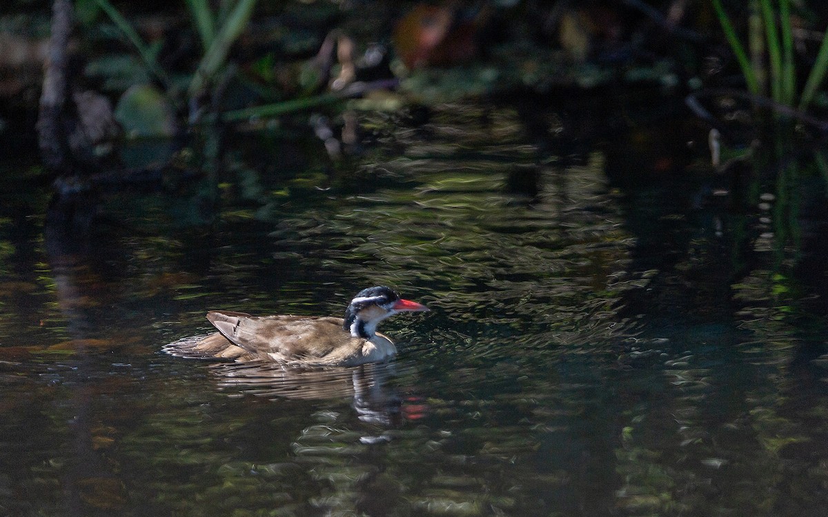 Sungrebe - ML641448896