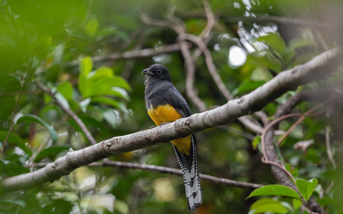 Green-backed Trogon - ML641448900