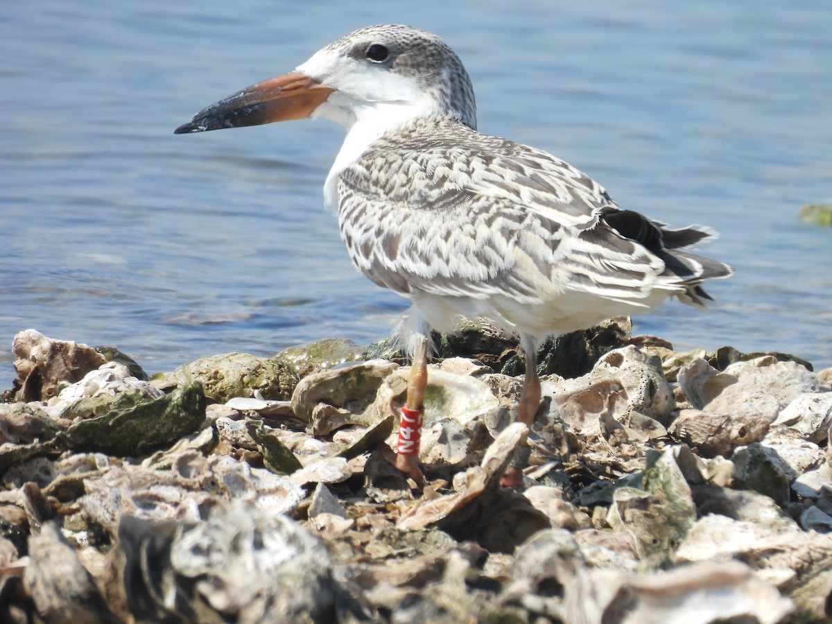 Black Skimmer - ML641448905
