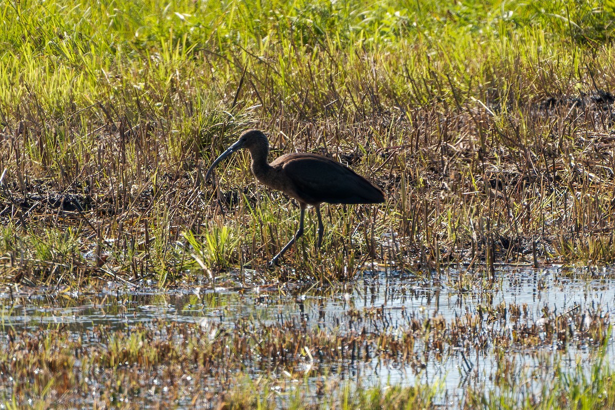 Glossy Ibis - ML641448947