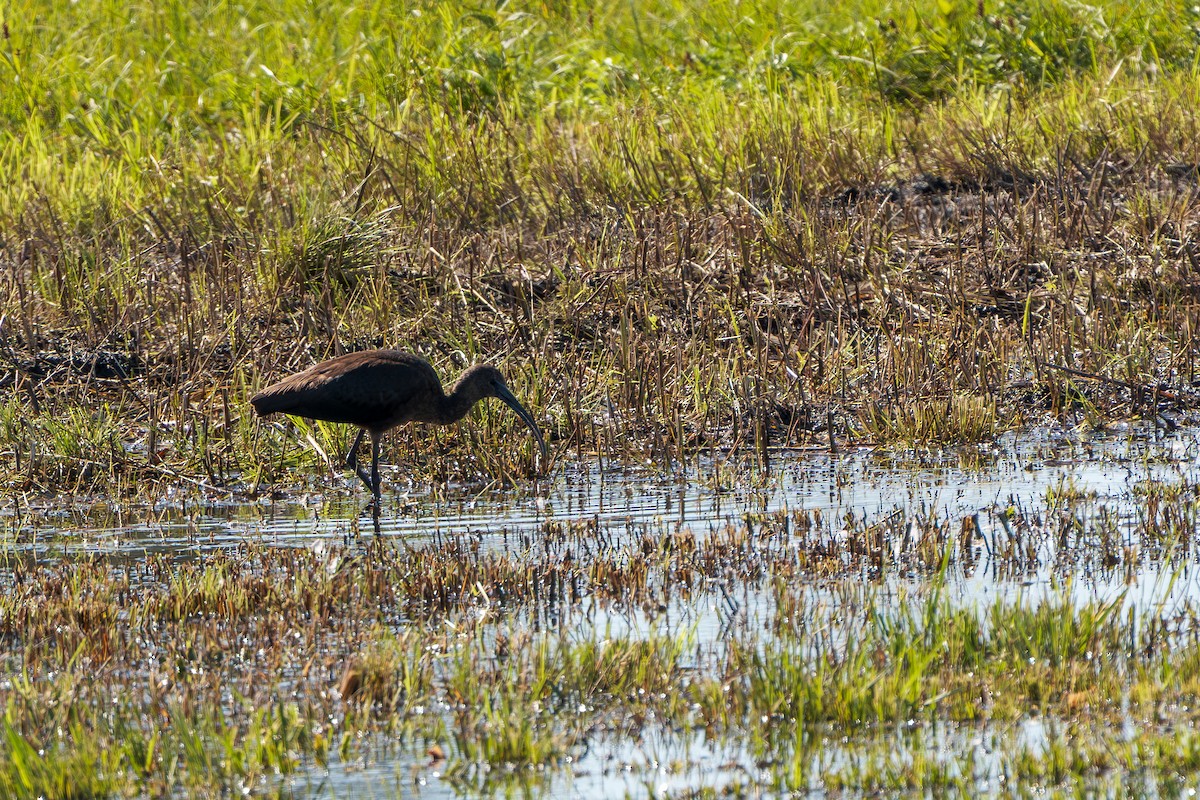 Glossy Ibis - ML641448949