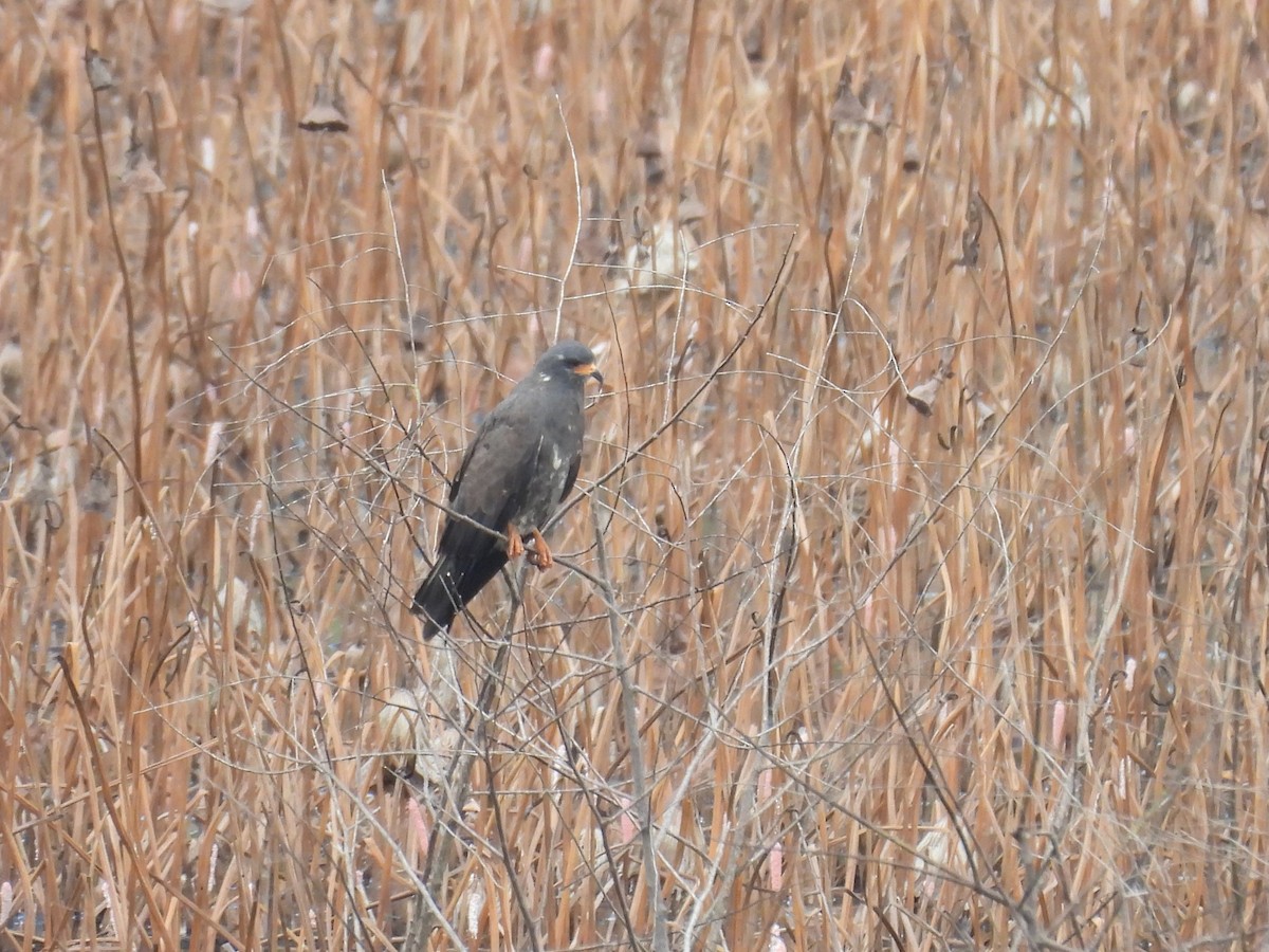 Snail Kite - ML641448950