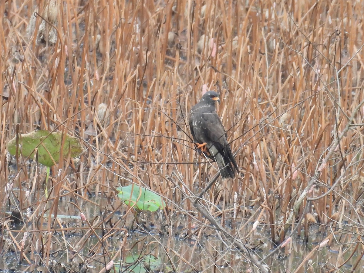 Snail Kite - ML641448951